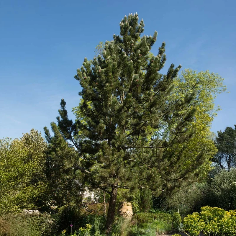 Satellite Bosnian Pine Tree
