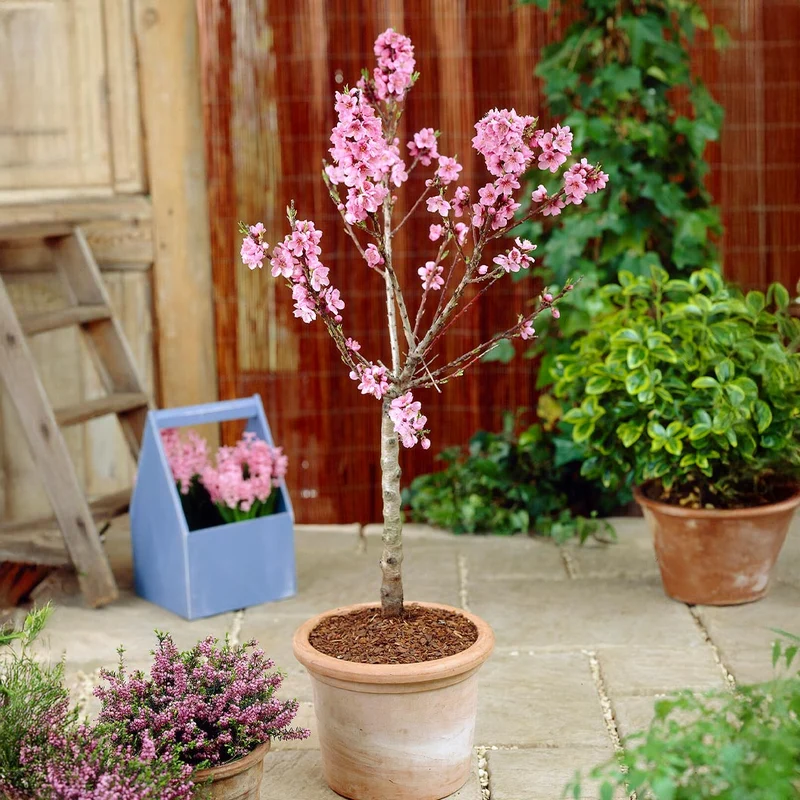 Garden Delight Nectarine Tree