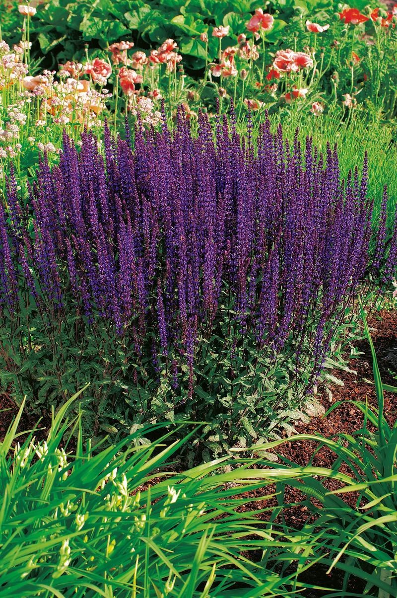 Salvia nemorosa 'Caradonna', 2L, 1-pack