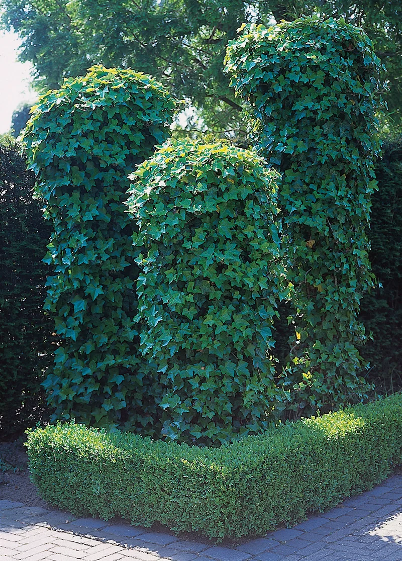 Hedera helix, 10-pack