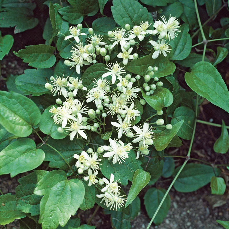 Clematis vitalba, 1-pack
