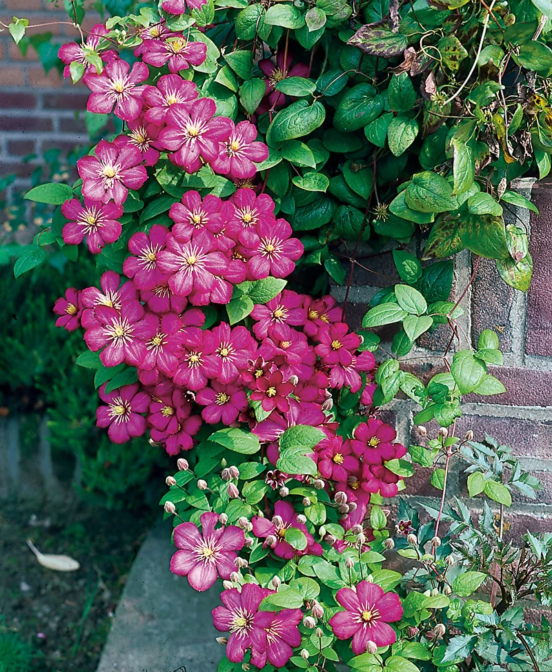 Clematis 'Ville de Lyon', 1-pack