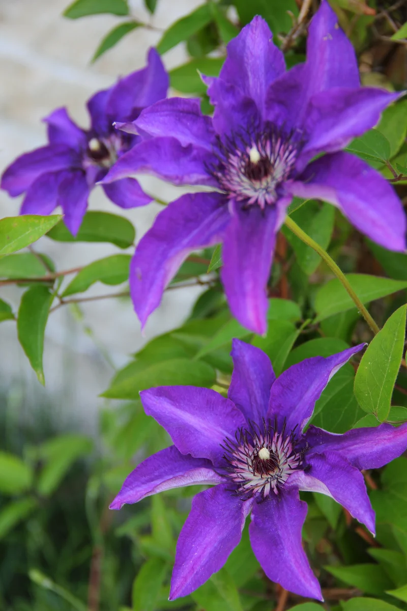 Clematis 'The President', 3-pack