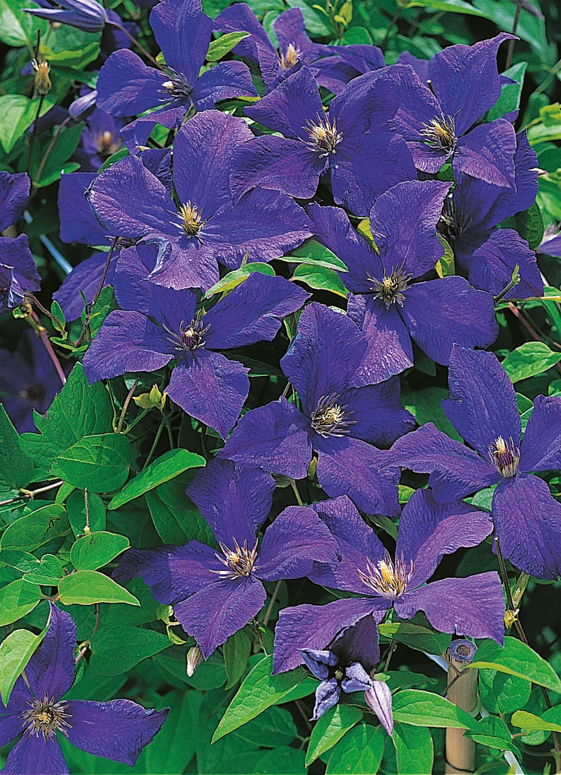 Clematis 'Polish Spirit', 5-pack
