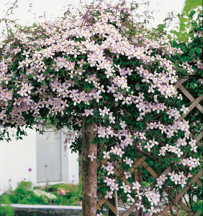 Clematis montana var. rubens, 1-pack