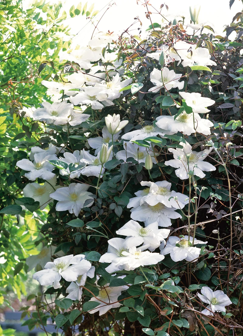 Clematis 'Mevrouw Le Coultre', 1-pack