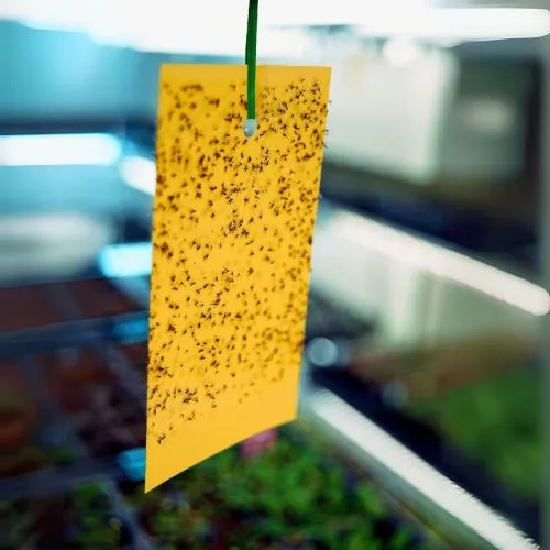Yellow Sticky Fly Traps