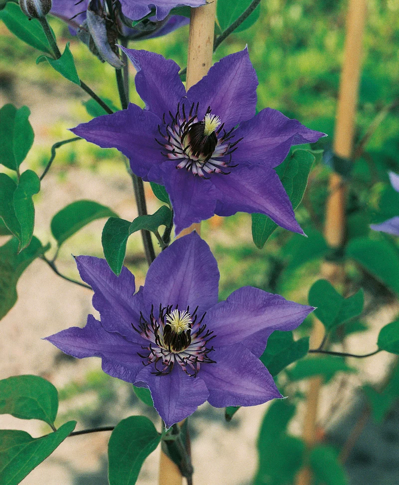 Clematis 'Königskind', 3-pack