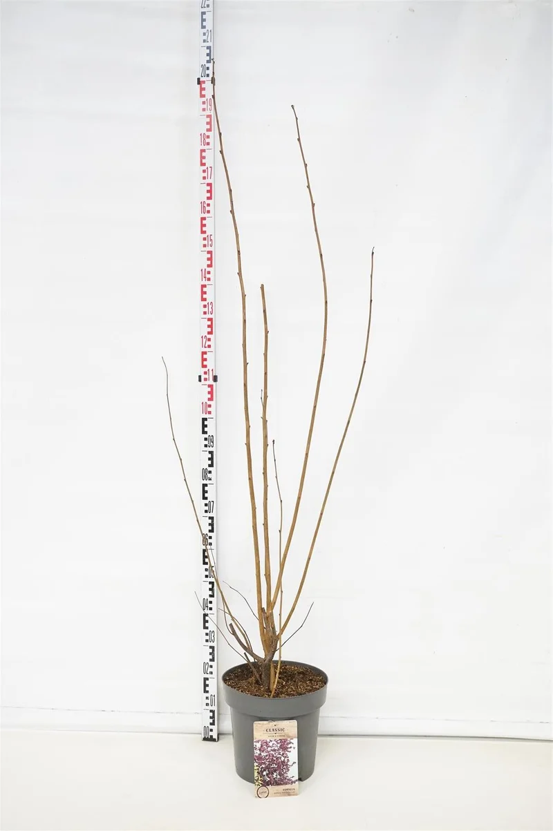 Corylus 'Rode Zellernoot' C12 (12 liters kruka) 125-150 cm