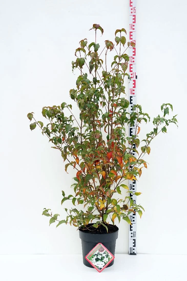 Cornus 'Rutban' 80-100 cm rotklump