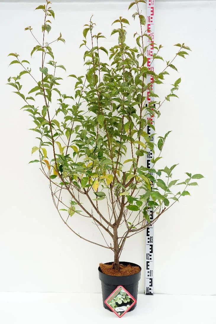 Cornus 'Norman Haddon' C80 (80 liters kruka) 250-300 cm