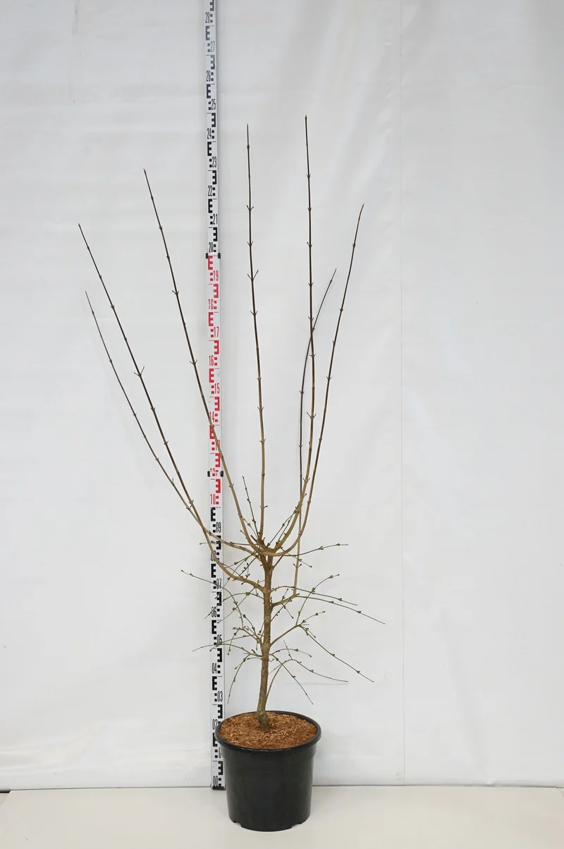 Cornus mas 'Jolico' C20 (20 liters kruka) 150-175 cm