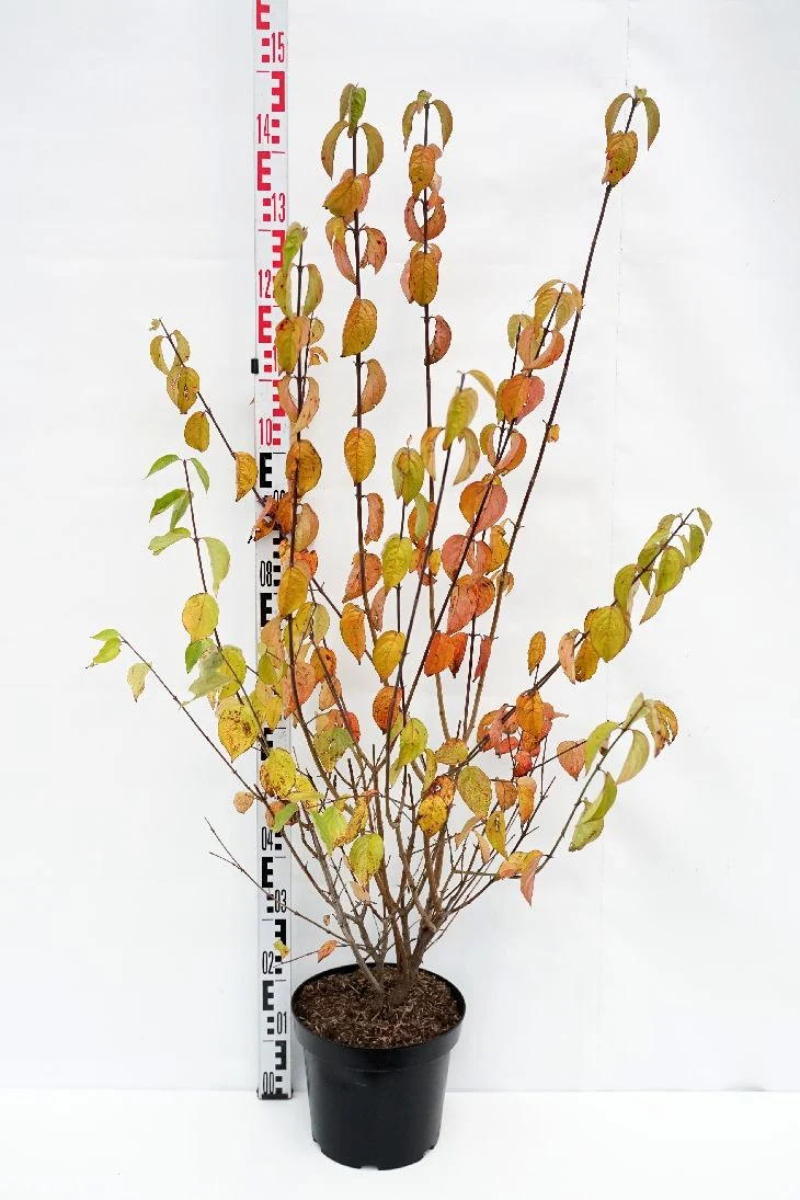 Cornus mas C7,5 (7,5 liters kruka / 26 cm kruka) 80-100 cm