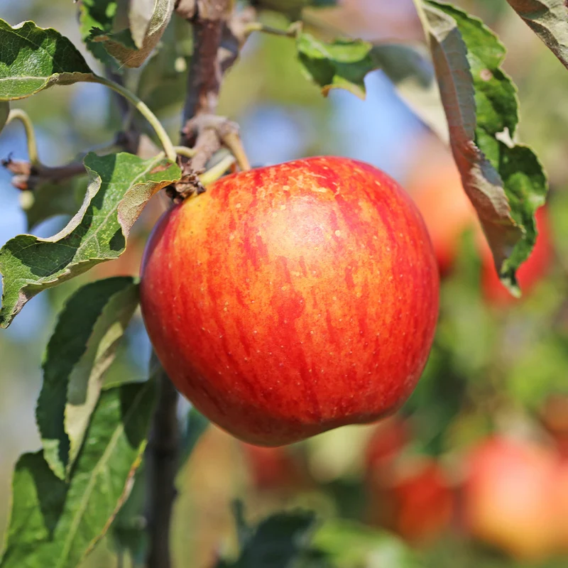 Liberty Apple Tree