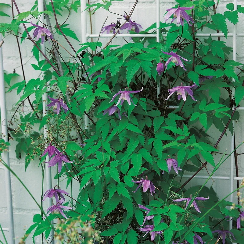 Clematis alpina, 3-pack