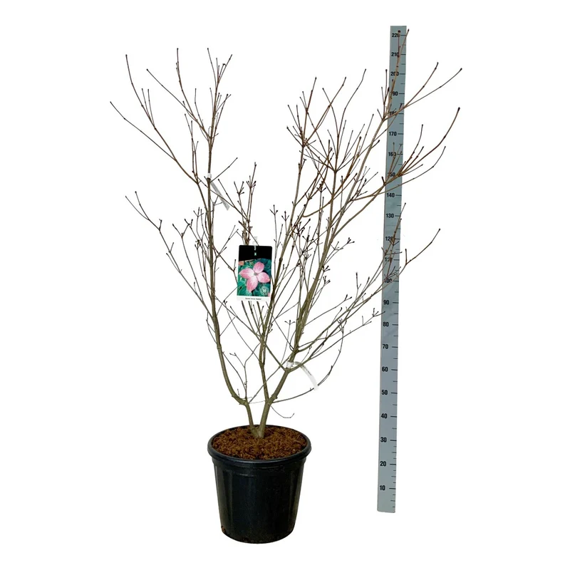 Cornus kousa 'Satomi' C20 (20 liters kruka) 125-150 cm