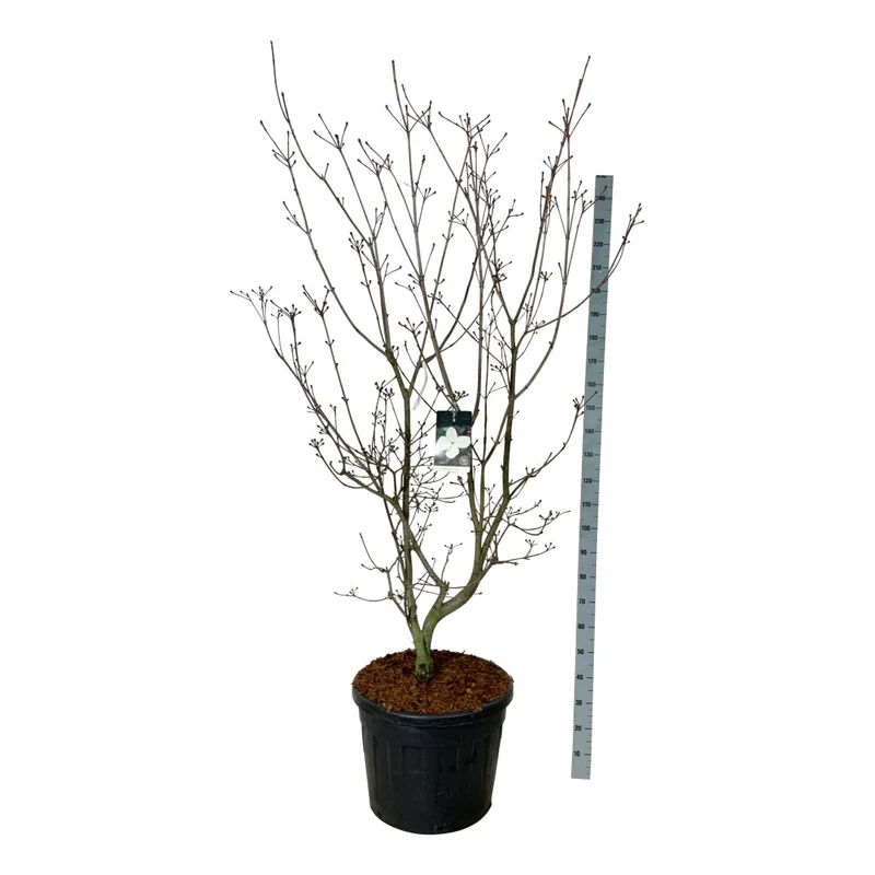 Cornus kousa 'Venus' C7 (7 liters kruka)