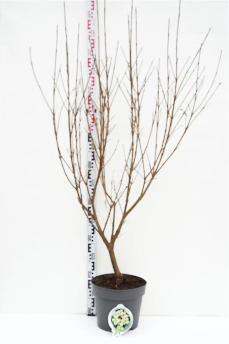 Cornus kousa 'Schmetterling' 100-120 cm, C20 (20 liters kruka)