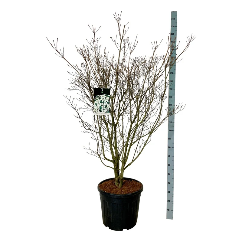 Cornus kousa 'Weisse Fontaine' 6-8 cm standardstam, trådkorg
