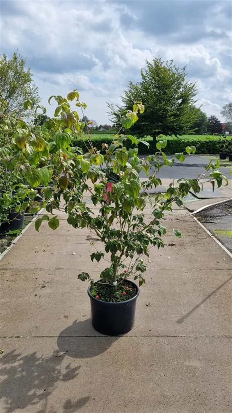Cornus kousa 'Teutonia' 80-100 cm rotklump