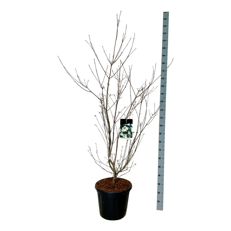 Cornus kousa 'Wieting's Select' C80 (80 liters kruka) 250-300 cm