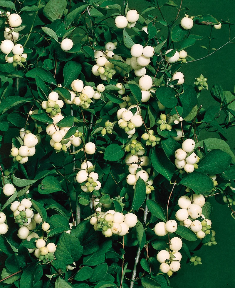 Symphoricarpos albus, 5-pack