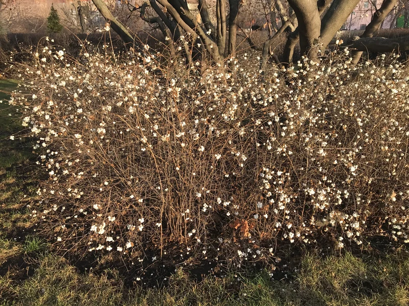 Symphoricarpos albus, 3-pack