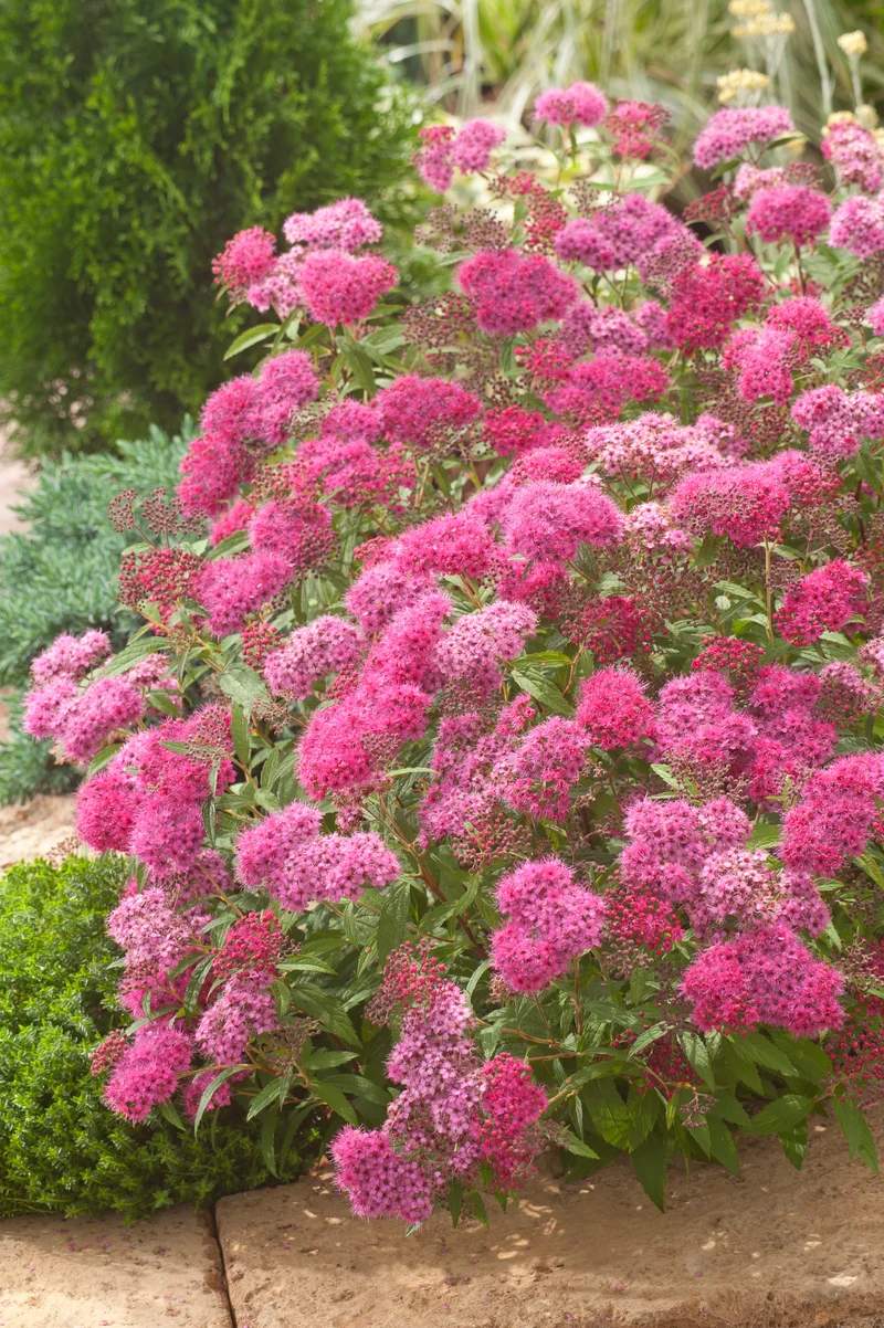 Spiraea japonica 'Anthony Waterer', 5-pack