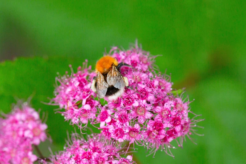 Spiraea japonica 'Anthony Waterer', 3-pack