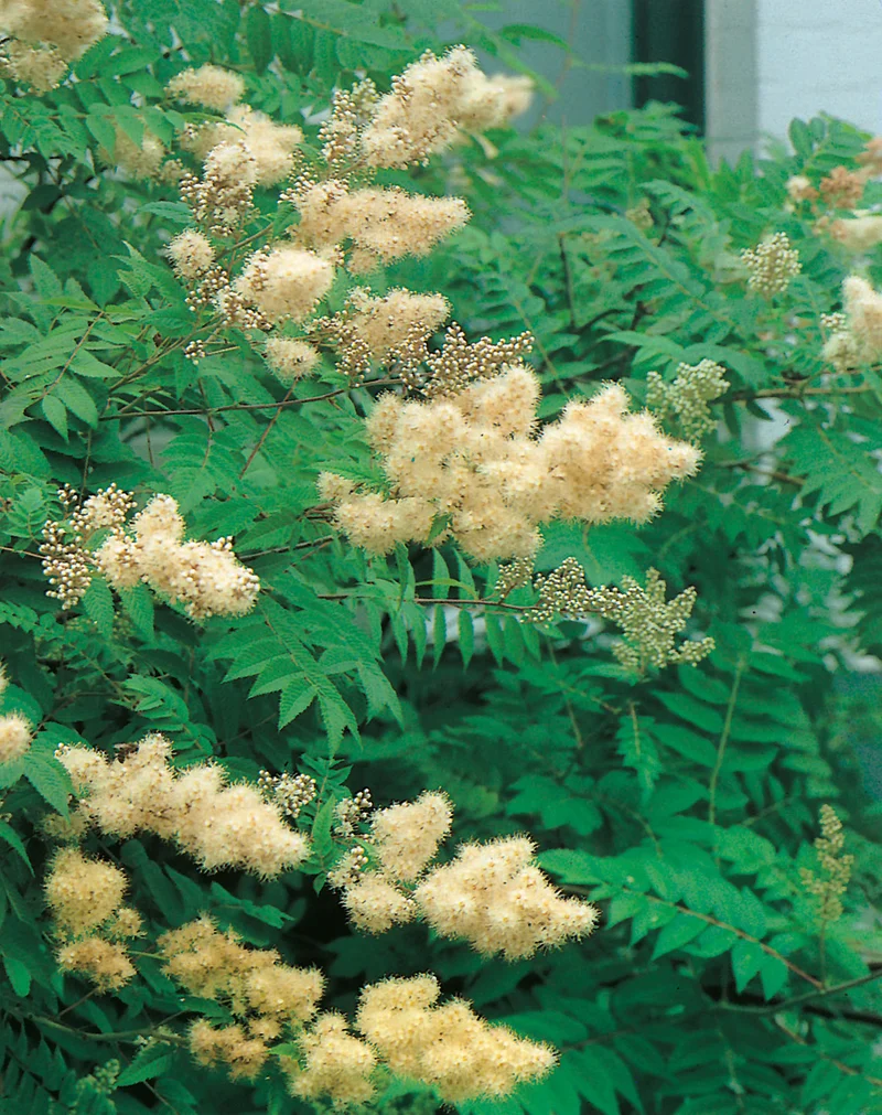 Sorbaria sorbifolia 'Pia' E, 3-pack