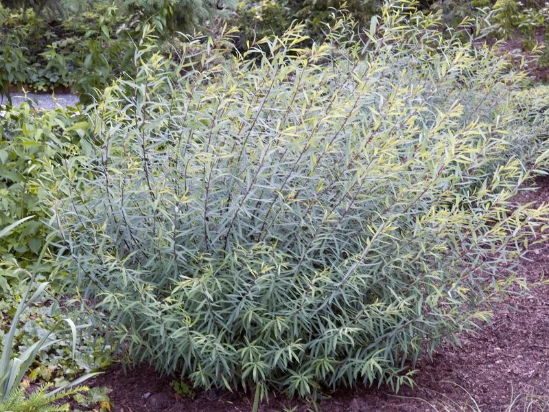 Salix purpurea 'Nana', 5-pack
