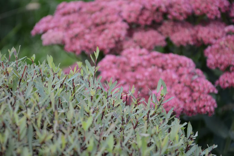 Salix purpurea 'Nana', 3-pack
