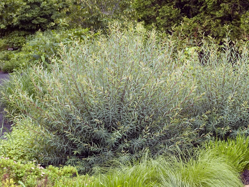 Salix purpurea , 5-pack