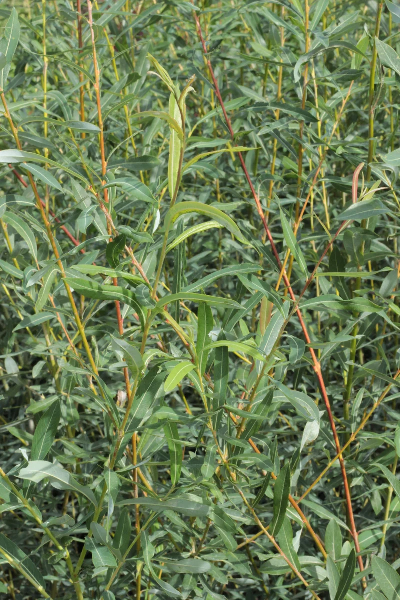 Salix purpurea , 3-pack