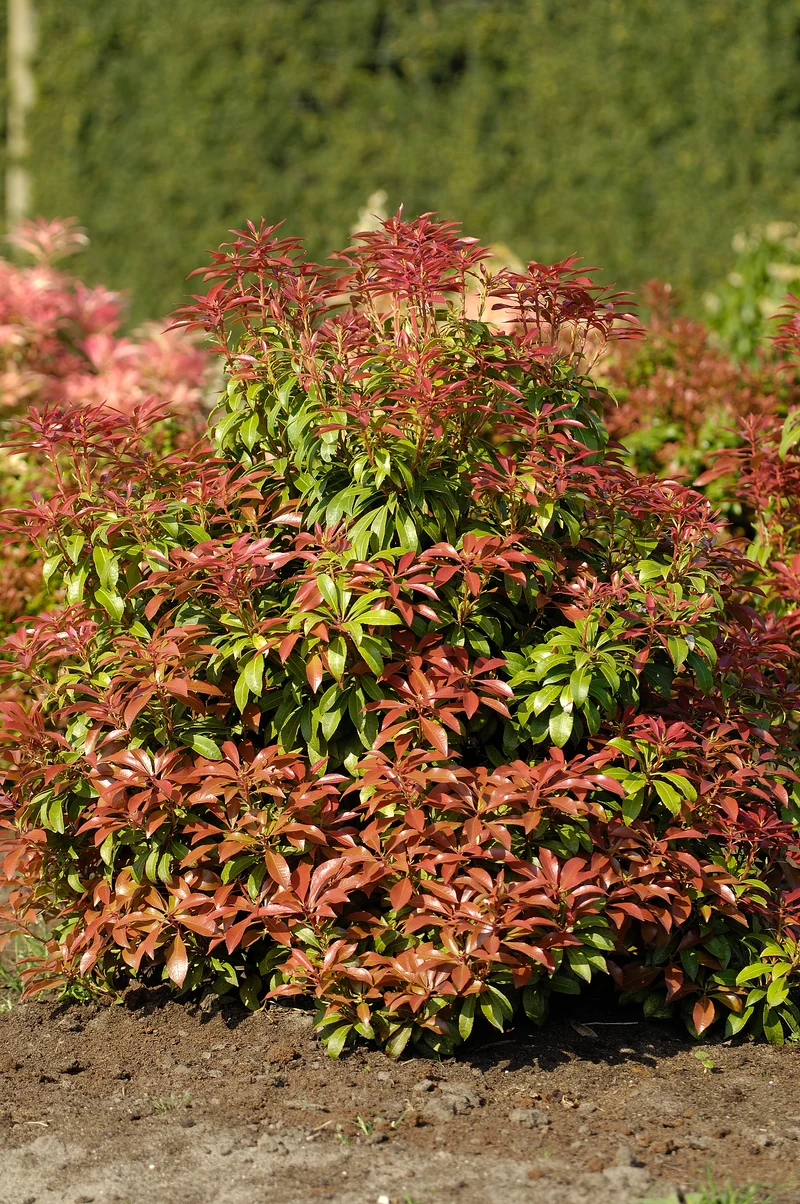 Pieris japonica Mountain Fire, 3-pack