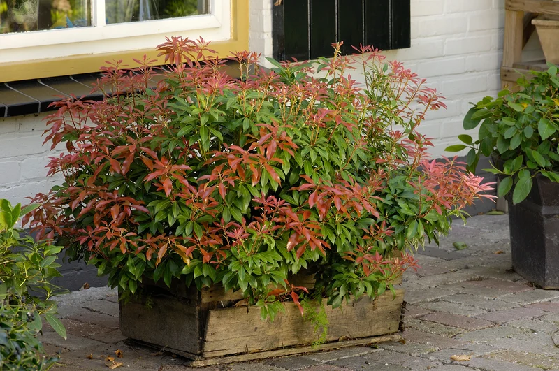 Pieris japonica Mountain Fire, 1-pack