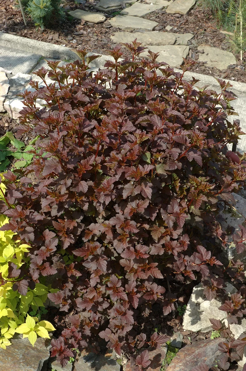 Physocarpus opulifolius 'Diabolo', 1-pack