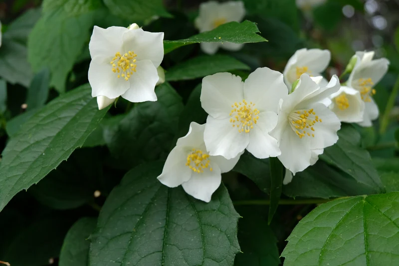 Philadelphus coronarius 'Finn', 10-pack