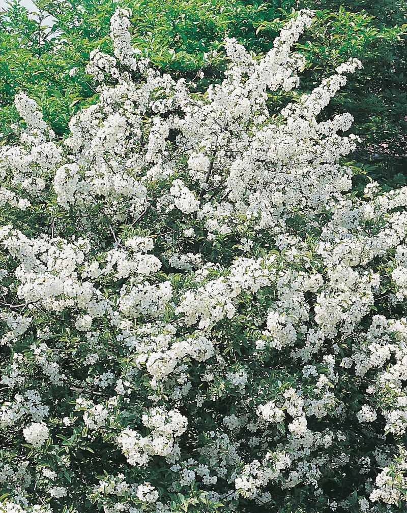 Malus toringo var. sargentii , 10-pack