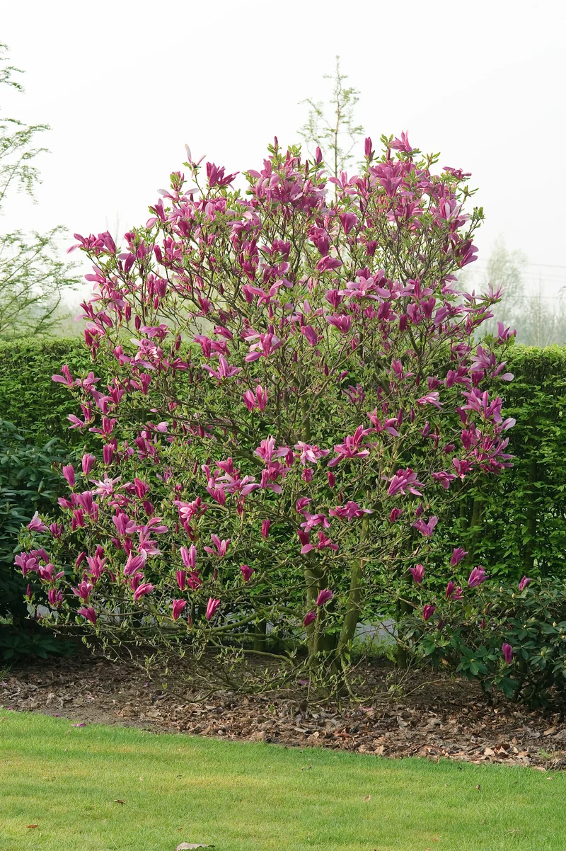 Magnolia 'Susan', 3-pack
