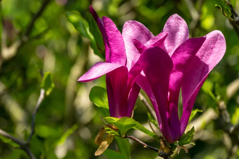 Magnolia 'Susan', 1-pack