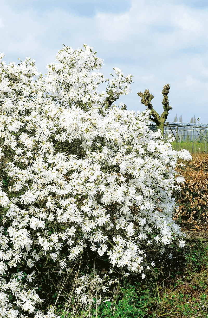 Magnolia stellata 'Royal Star', 1-pack