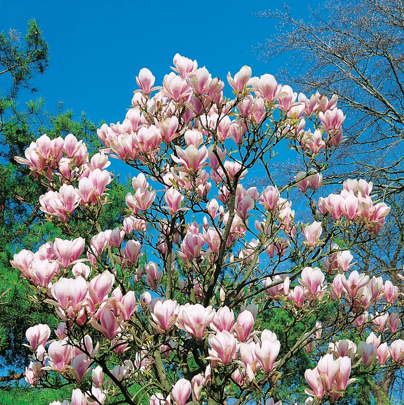 Magnolia ? soulangeana, 1-pack