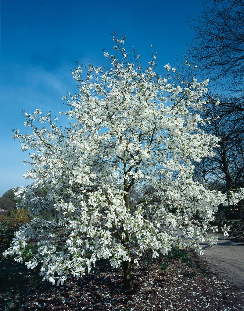 Magnolia kobus, 3-pack