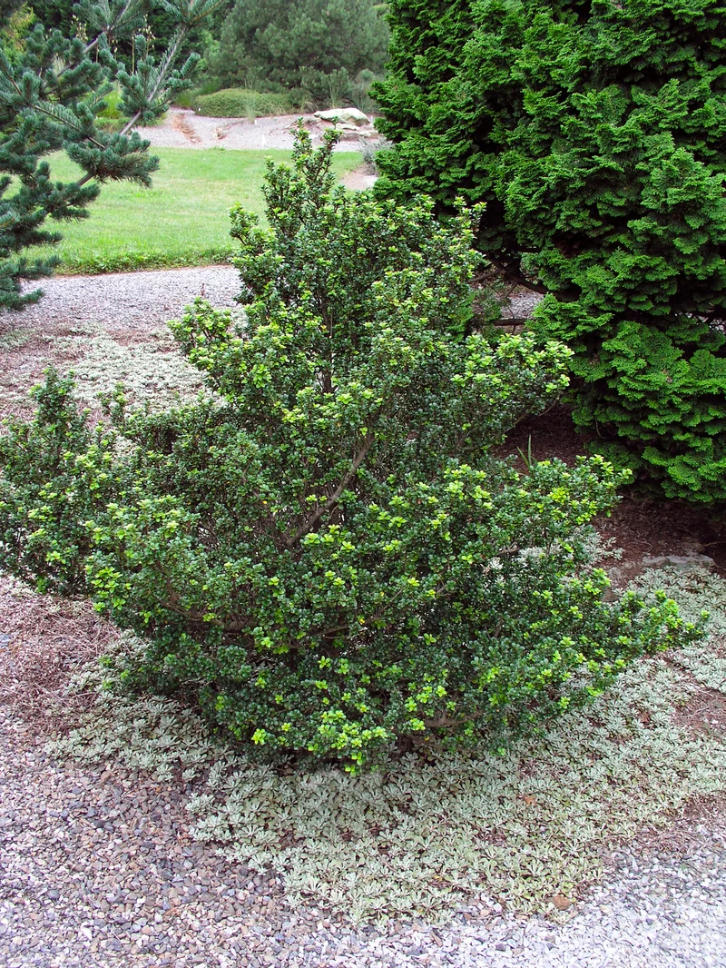Ilex crenata DARK GREEN, 1-pack