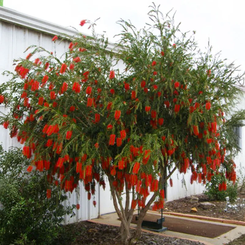 Hannah Ray Bottlebrush