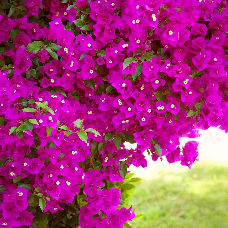 Vera Deep Purple Bougainvillea