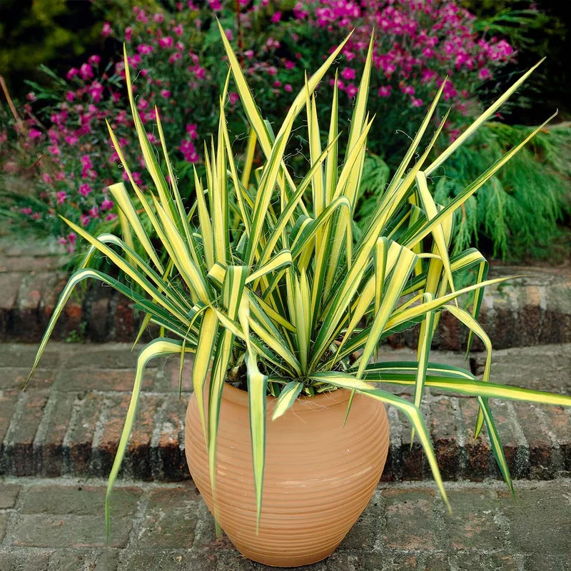 Color Guard Yucca