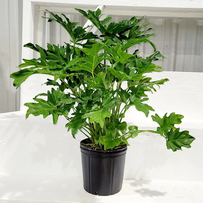 Philodendron Selloum