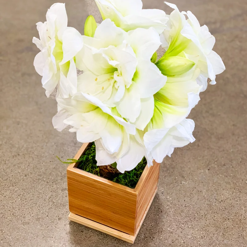 White Alfresco Planted Amaryllis Bulb in Bamboo Planter